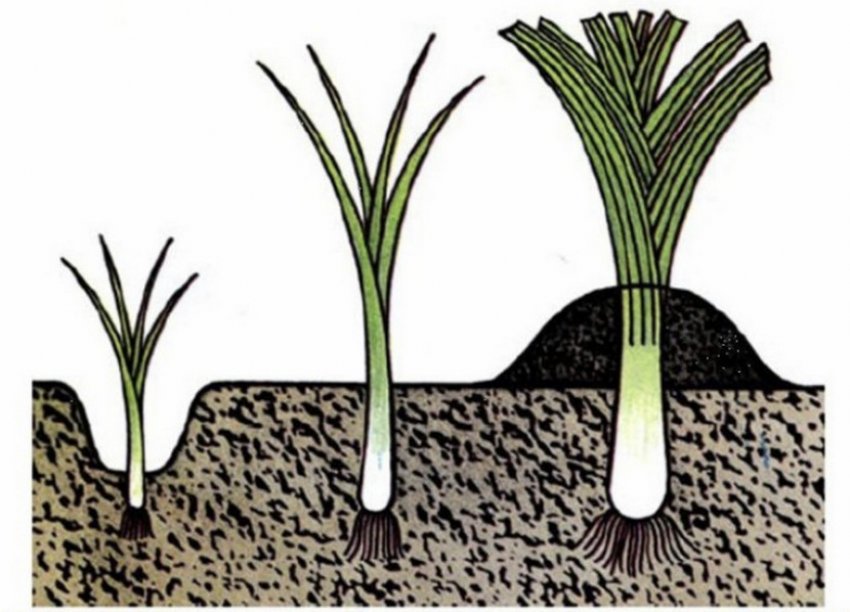 Как вырастить семена луковицы
