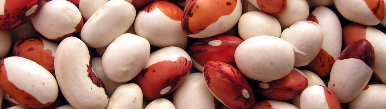 Особливості сорту квасолі Червона шапочка