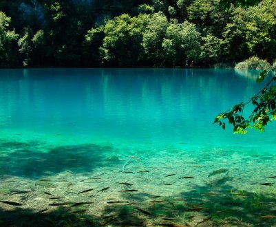 В річках Європи достаток пестицидів