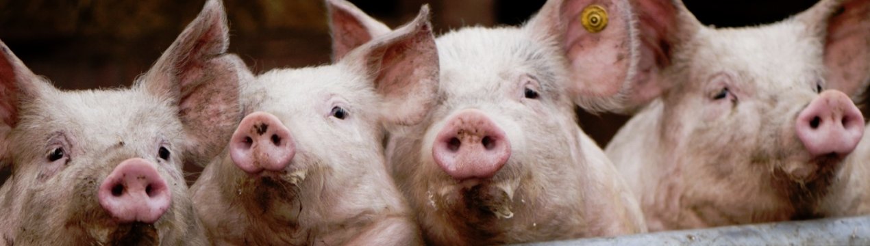 Як вилікувати саркоптоз у свиней