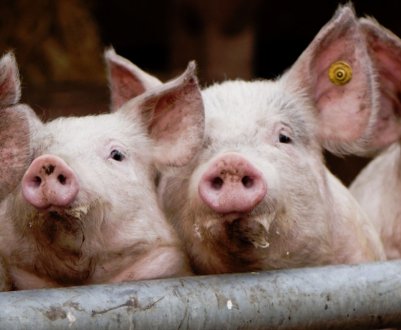 Як вилікувати саркоптоз у свиней