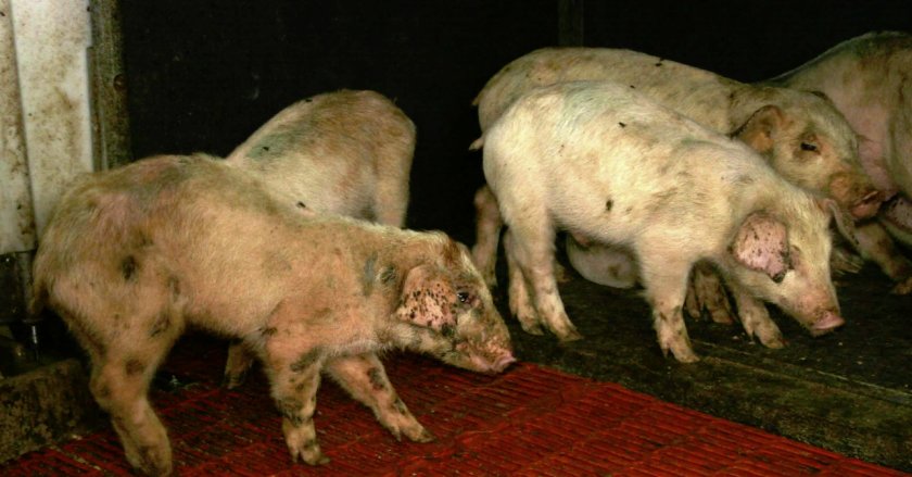 Пути заражение свиней