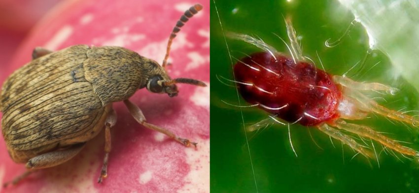 Квасолева зернівка і павутинний кліщ