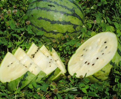 Особливості кормових кавунів