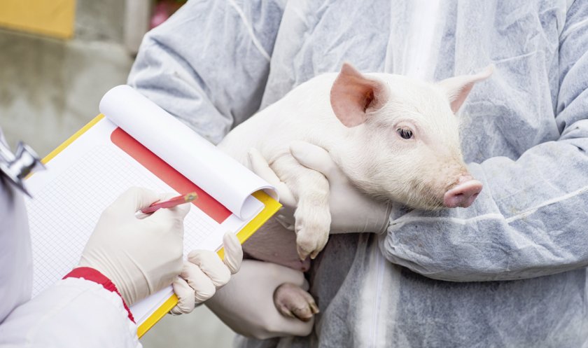 Лечение саркоптоза у свиней в домашних условиях thumbnail