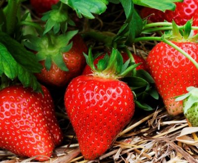 Як зробити грядку для полуниці