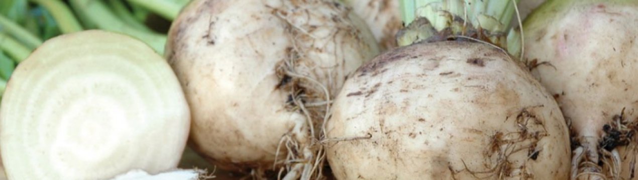 Посівні площі цукрових буряків в Україні скоротилися на 25 відсотків