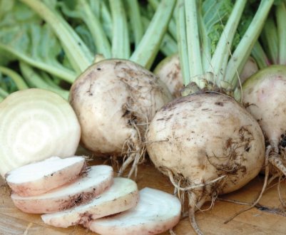 Посівні площі цукрових буряків в Україні скоротилися на 25 відсотків