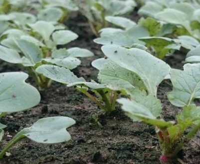 Особливості посадки редиски у теплиці під зиму