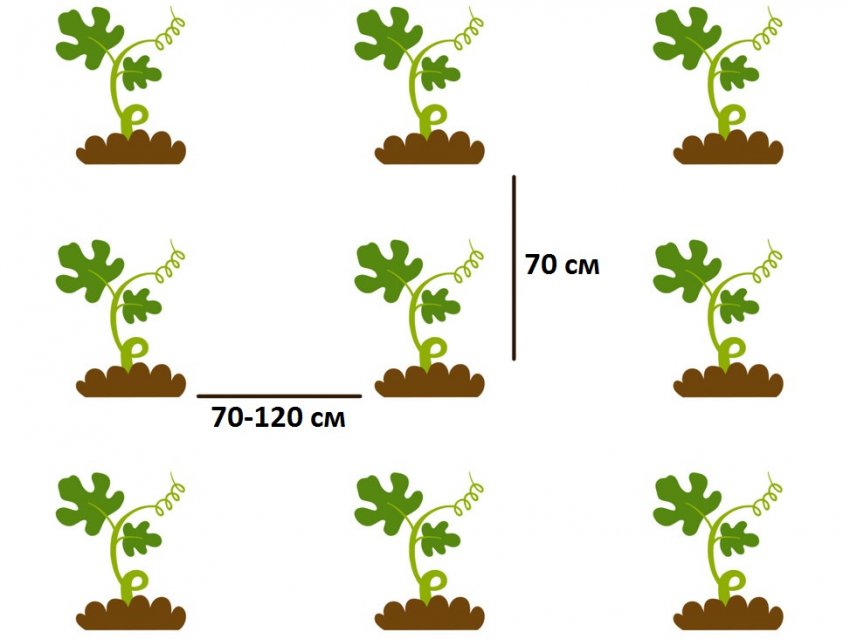 Схема высадки арбузов