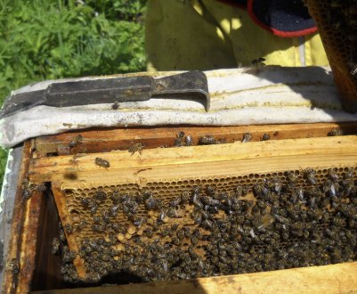 Як об'єднати два вулика пчелосемьей?