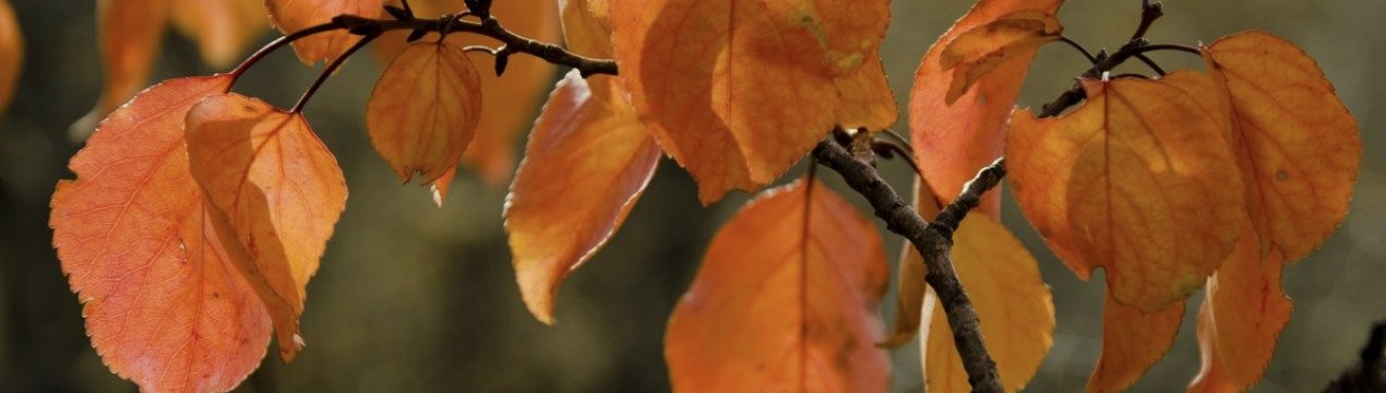 Обрізка абрикоса восени для початківців