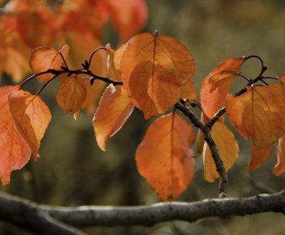 Обрізка абрикоса восени для початківців