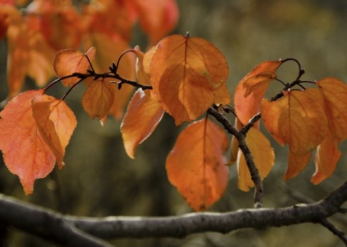 Обрізка абрикоса восени для початківців