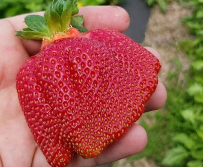 Особливості сорту полуниці Азія