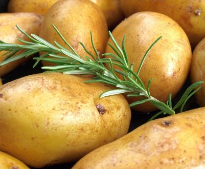 У Запорізькій області замерзли сходи картоплі