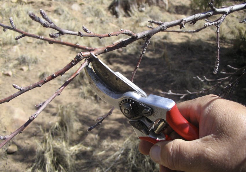 Секатор для обрізки абрикоса