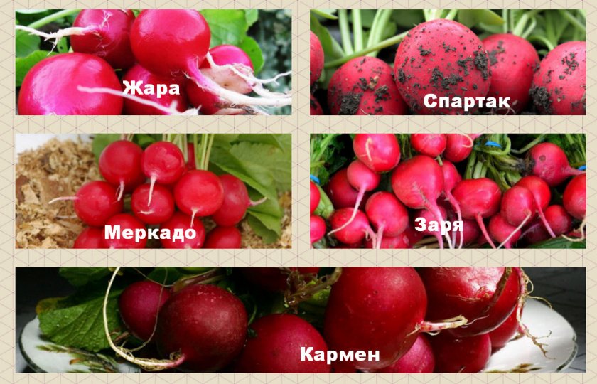 Сорта редиса Сорта редиса