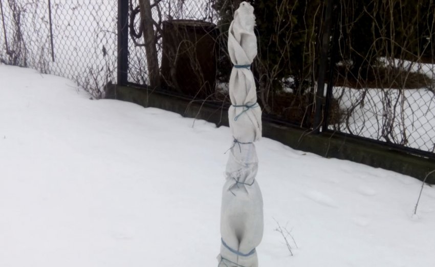 Укритий саджанець абрикоса