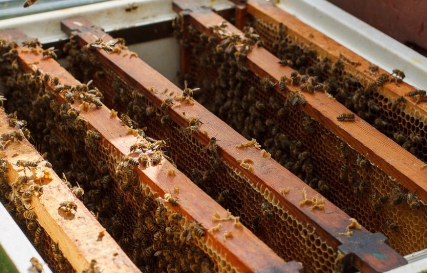 Звуження бджолиних гнізд