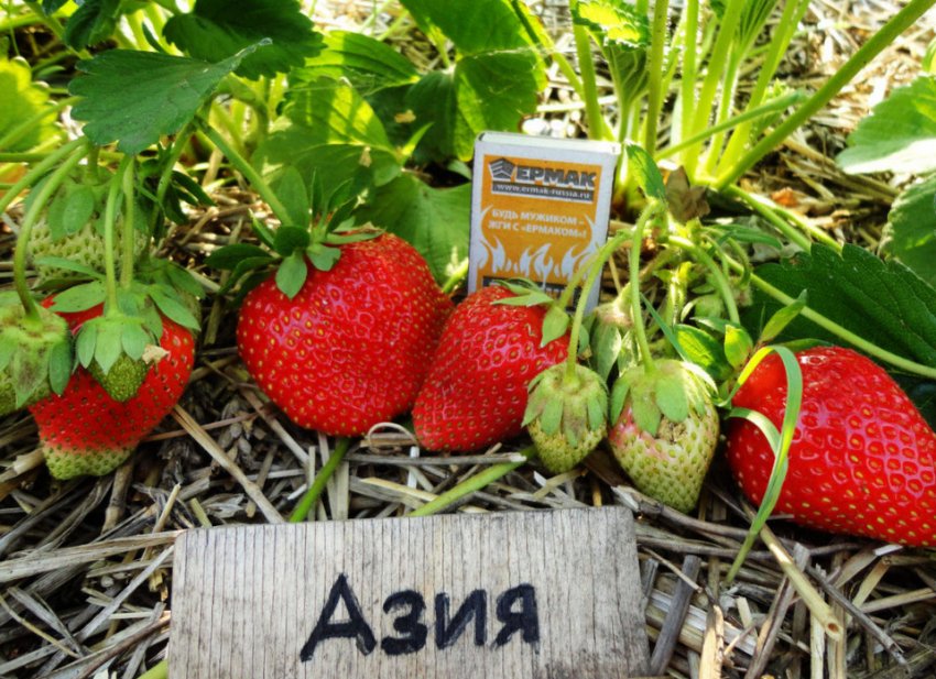 Полуниця Азія Полуниця Азія