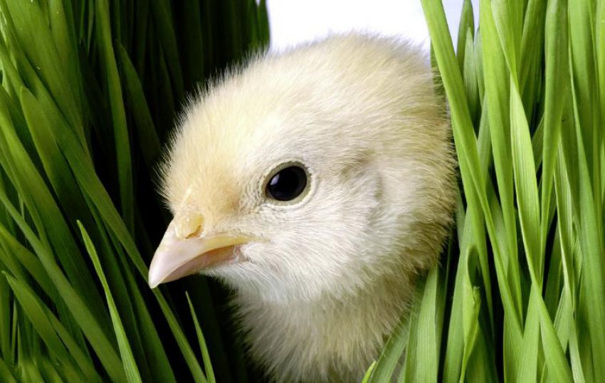 Порода курки Арбор айкрес