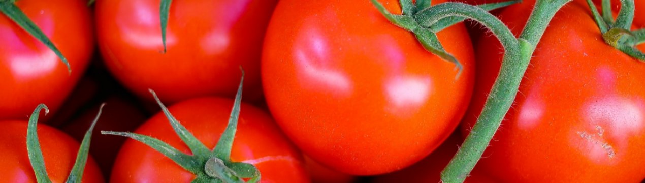У російських теплицях «заколосятся» унікальні голландські томати