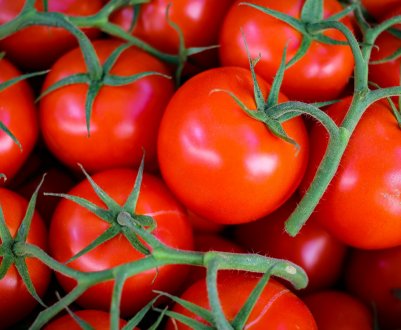 У російських теплицях «заколосятся» унікальні голландські томати