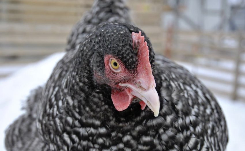 Порода курки Мехеленская зозуля