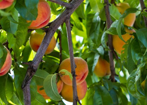 Коли і як правильно садити персик?