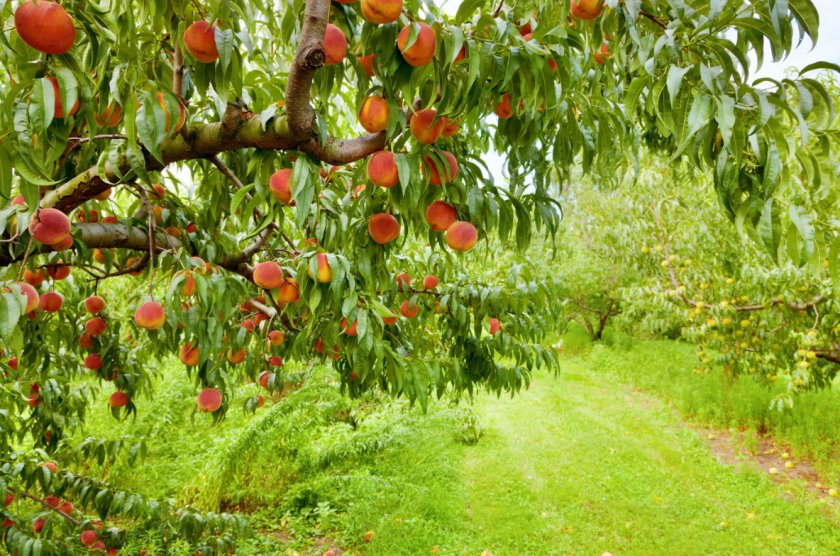 Когда лучше сажать персик осенью или весной?