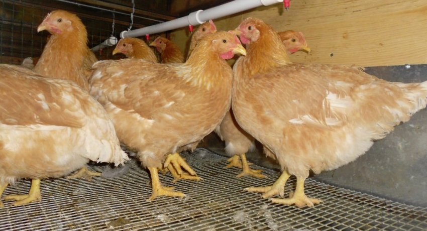 Порода міні-м'ясні курки