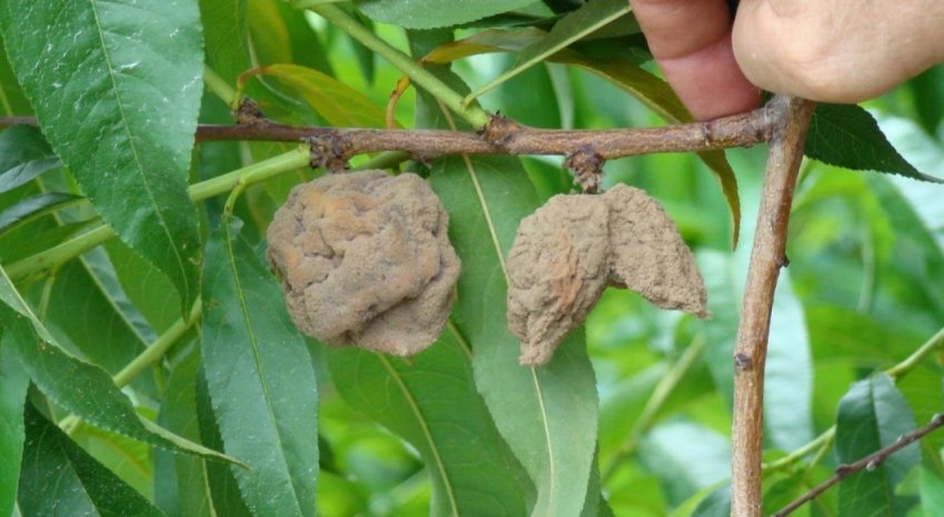 Моніліоз персика