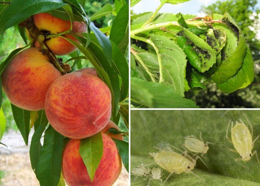 Попелиця на персику