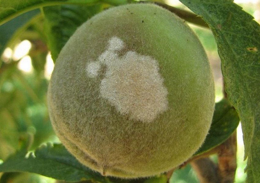 Борошниста роса персика