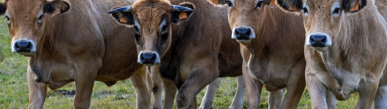 Ростовські ферми «законсервував» бруцельоз