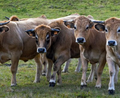 Ростовські ферми «законсервував» бруцельоз