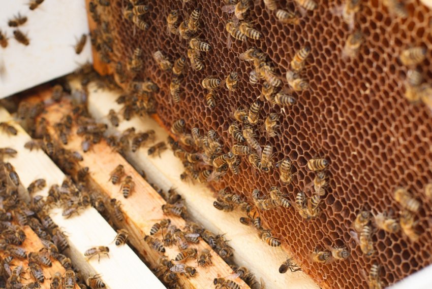 Сот з сильними бджолами