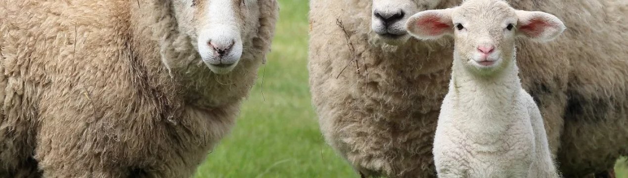 Святкування Пасхи і Рамадану стимулює попит на ірландського ягняти