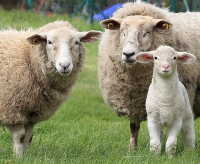 Святкування Пасхи і Рамадану стимулює попит на ірландського ягняти