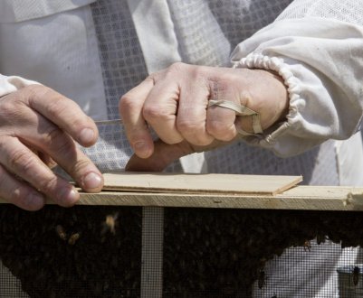 Рійниця для бджіл своїми руками