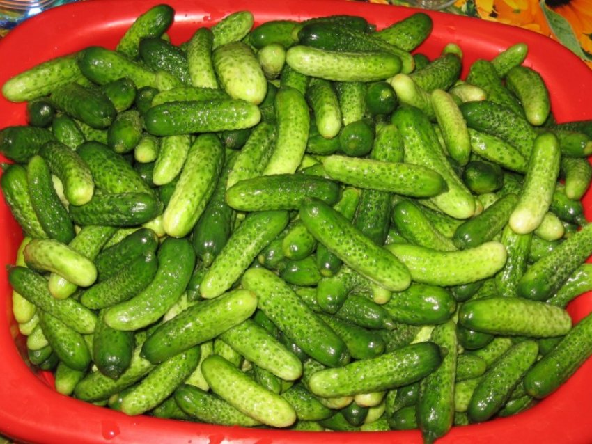 консервирование корнишонов на зиму очень вкусные. Смотреть фото консервирование корнишонов на зиму очень вкусные. Смотреть картинку консервирование корнишонов на зиму очень вкусные. Картинка про консервирование корнишонов на зиму очень вкусные. Фото консервирование корнишонов на зиму очень вкусные