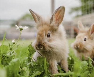 Зміст кроликів взимку в теплиці з полікарбонату