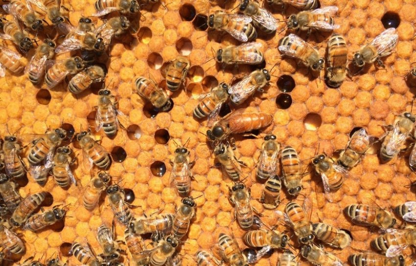 Розведення бджіл