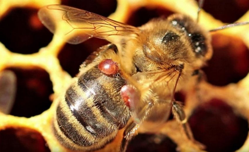 Кліщів на бджолах