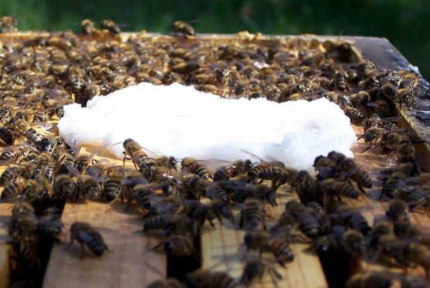 Напування бджіл