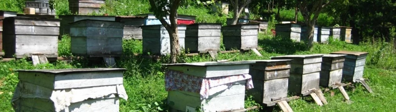 Особливості весняних робіт на пасіці