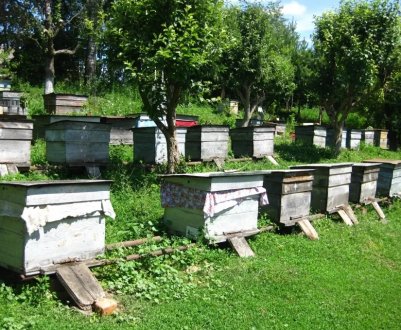 Особливості весняних робіт на пасіці