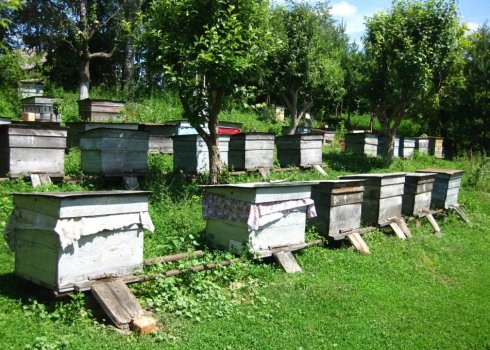 Особливості весняних робіт на пасіці