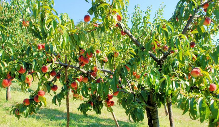 Когда лучше сажать персик осенью или весной?